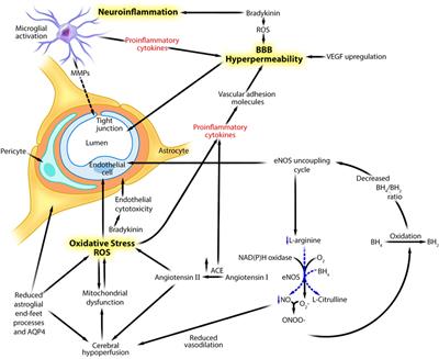 Neurovascular Unit Dysfunction and Blood–Brain Barrier Hyperpermeability Contribute to Schizophrenia Neurobiology: A Theoretical Integration of Clinical and Experimental Evidence